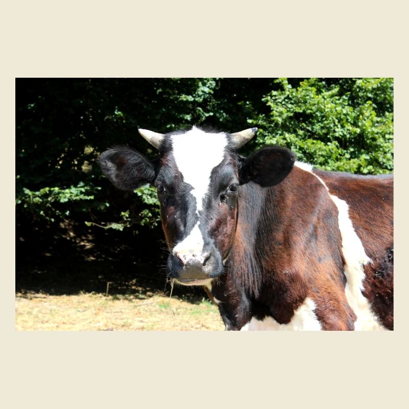 Affiche de vache