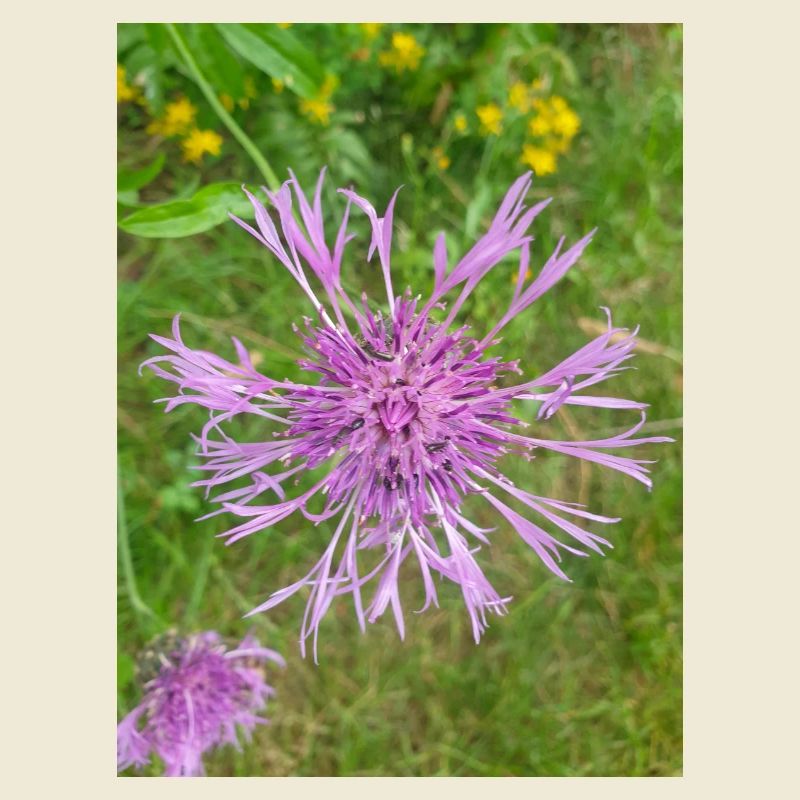 centaurée Centaurea scabiosa