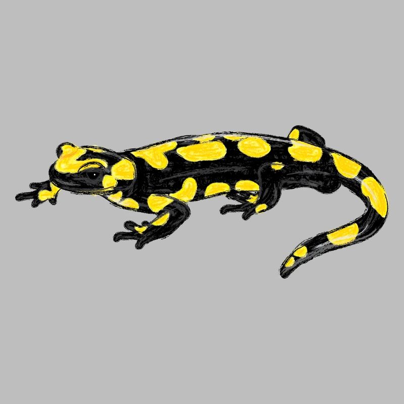 Feuersalamander / Fire Salamander I