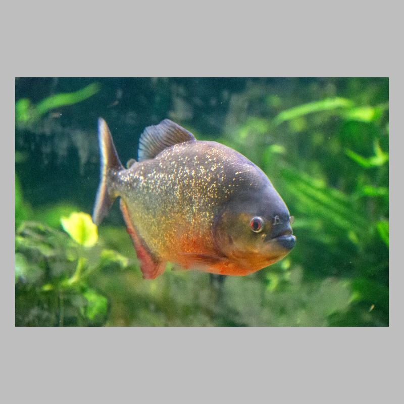 Piranha fish silver red Sharp teeth