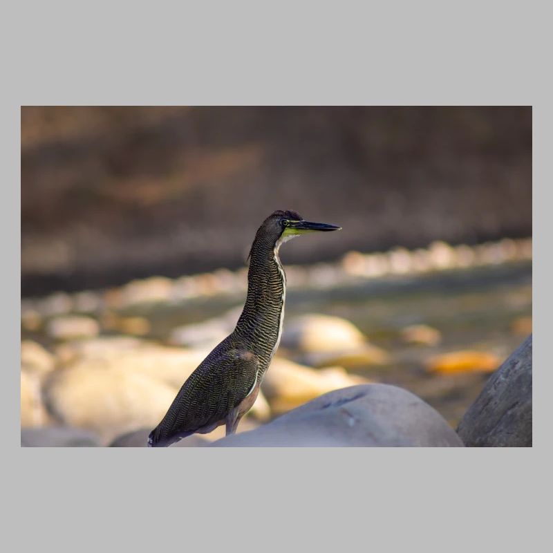 The Heron