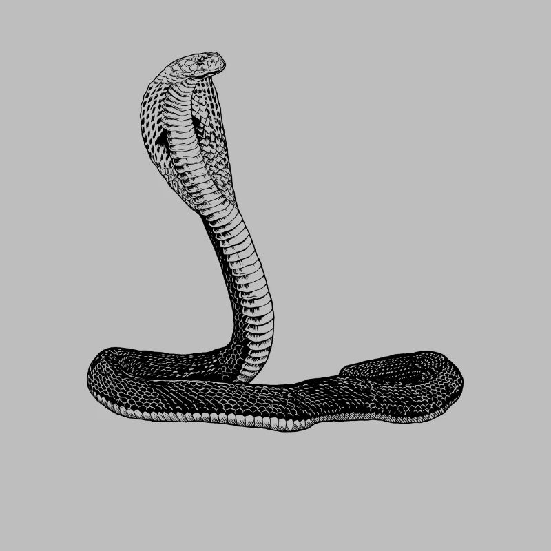 Snake lovers - Kobra