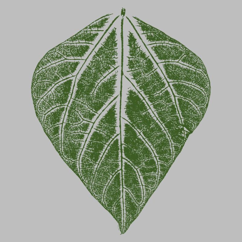 Feuille de haricot / feuilles empreinte du haricot