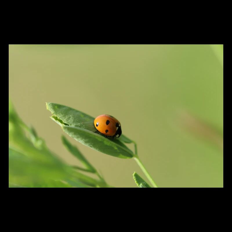 Ladybug Beetle May Beetle