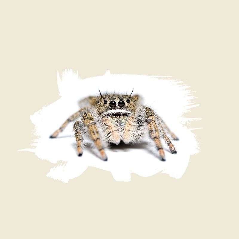 Phidippus texanus jumping spider, spring spinne.