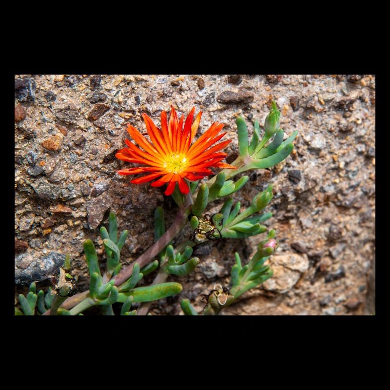 hängende Eisblume winterharte Eisblume rosa Karpfen