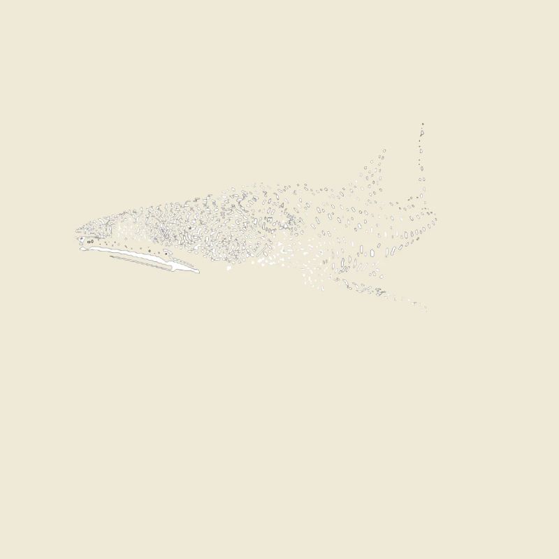 Requin-baleine