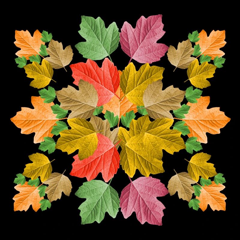 bunte Blätter im Herbst Laub Blatt von einem Baum