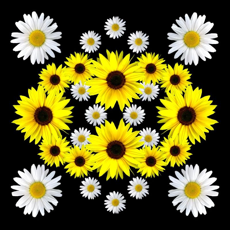 Sonnenblume Blüte Gänseblümchen blumig Margeriten