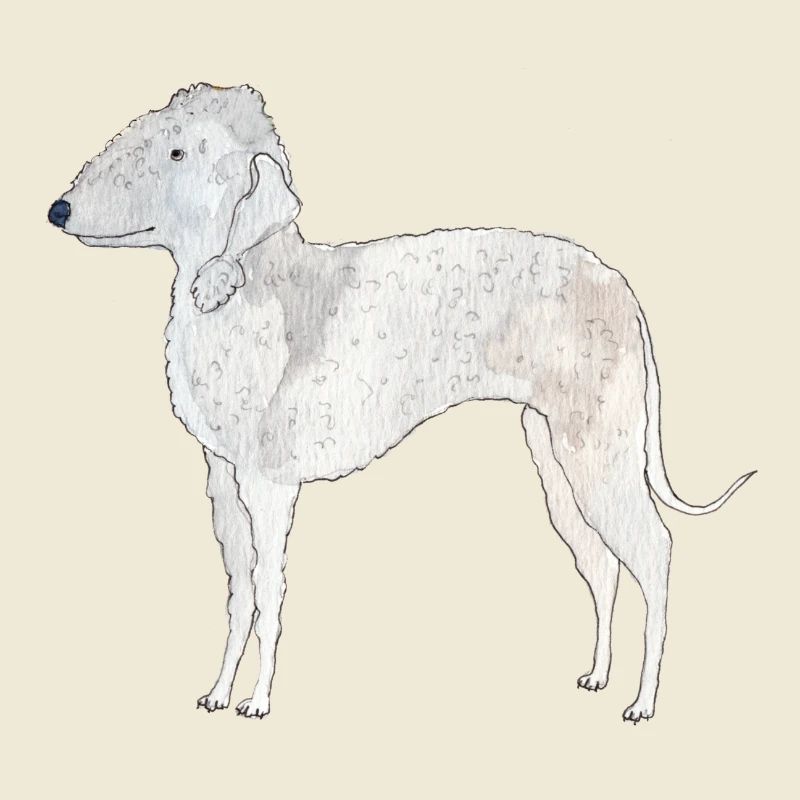 Bedlington Terrier