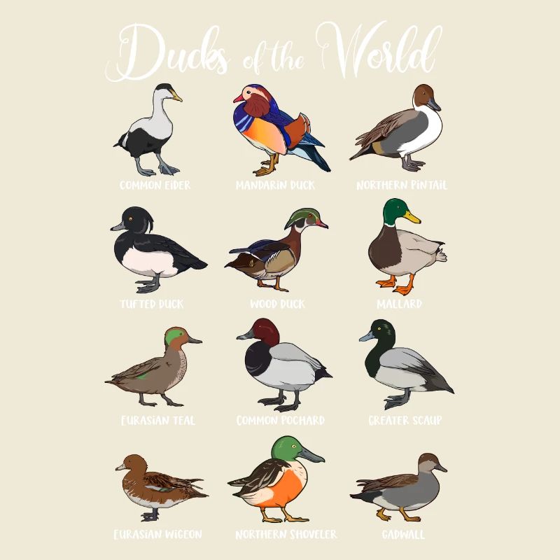 Différentes espèces de canards - Canards du monde