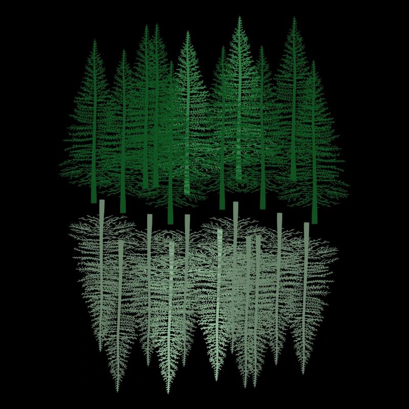 fir forest tree hiking spruce coniferous forest nature