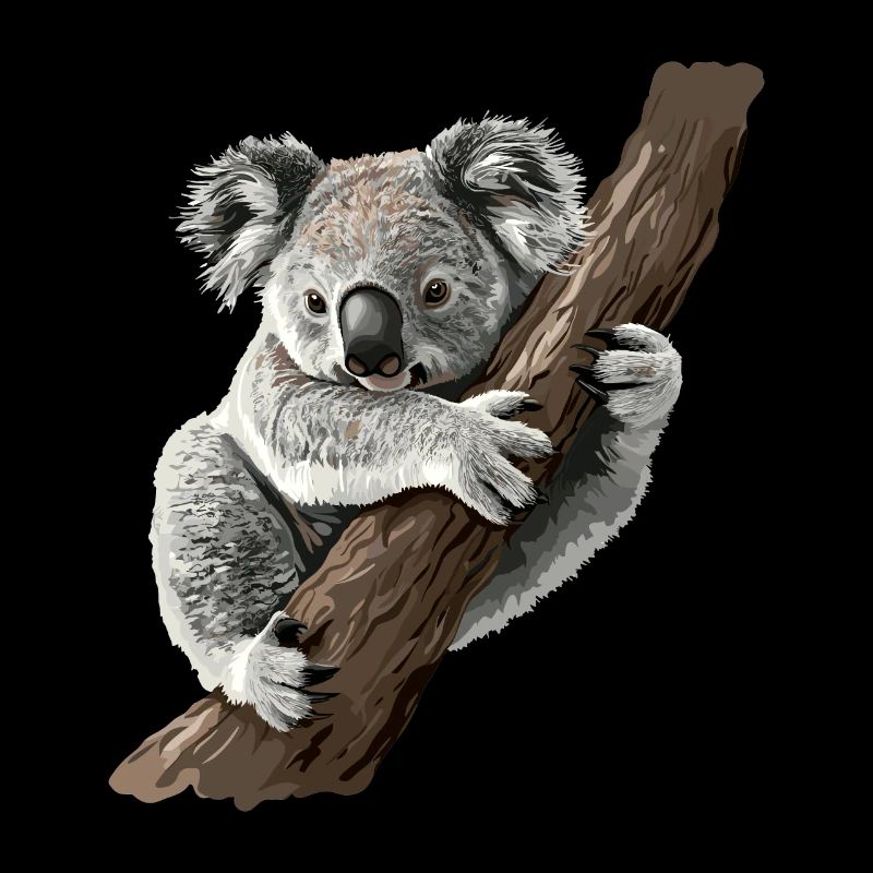 Koalabär, Koala in Australien