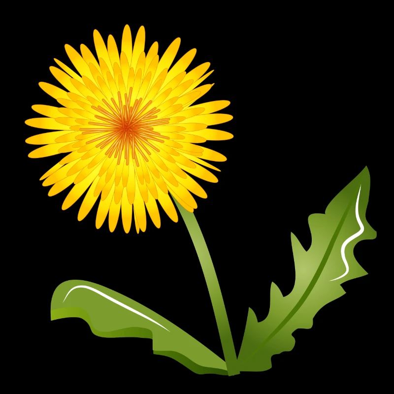 pissenlits jaune vif avec des feuilles vertes