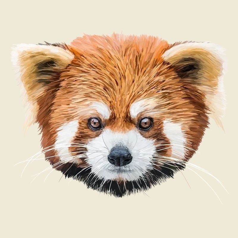 Roter Panda