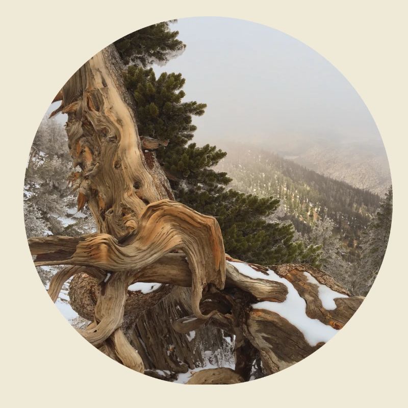 old gnarled tree on the Pacific Crest Trail