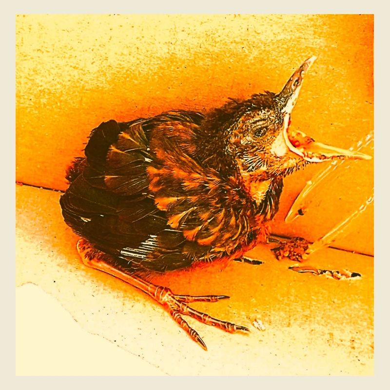 Hungry Blackbird