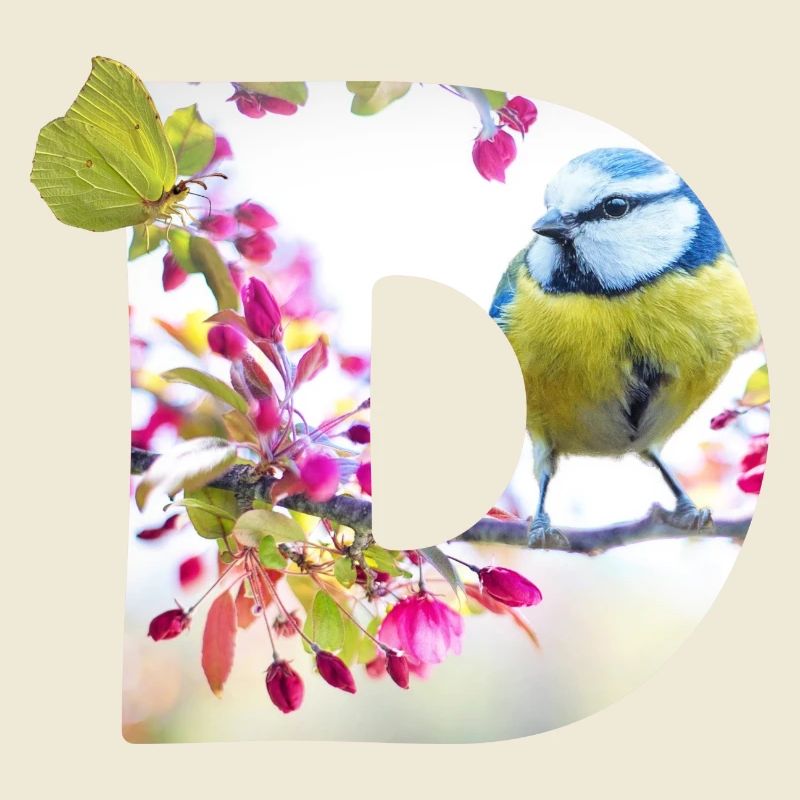 frühling vogel schmetterling d