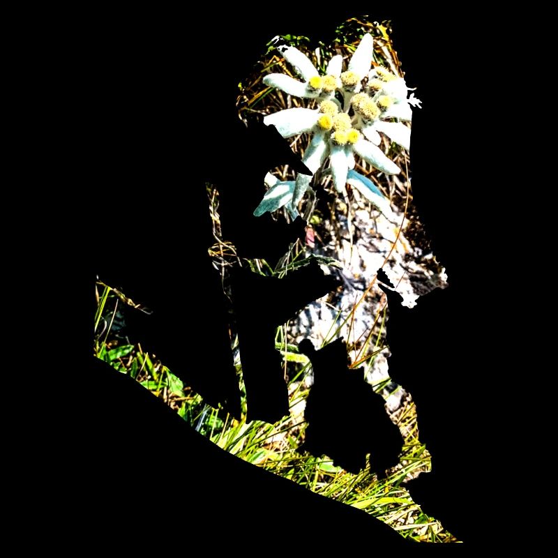 Bring mir ein Edelweiss