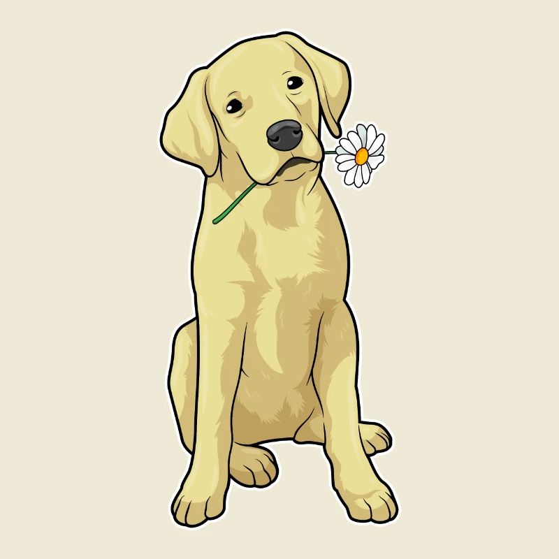 Labrador Gänseblümchen