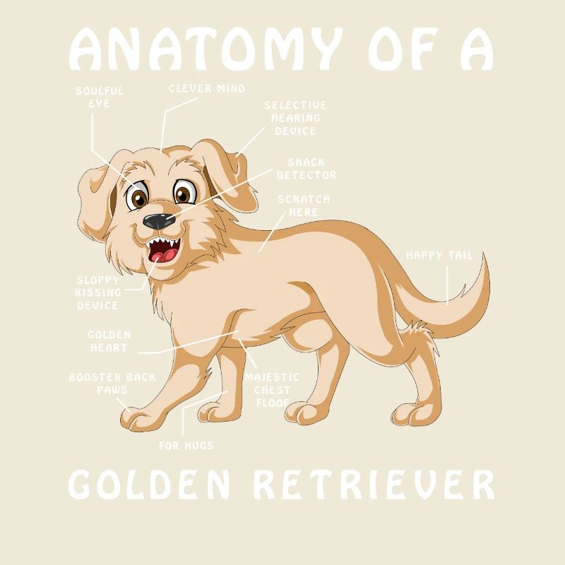 Anatomie eines Golden Retriever Illustration