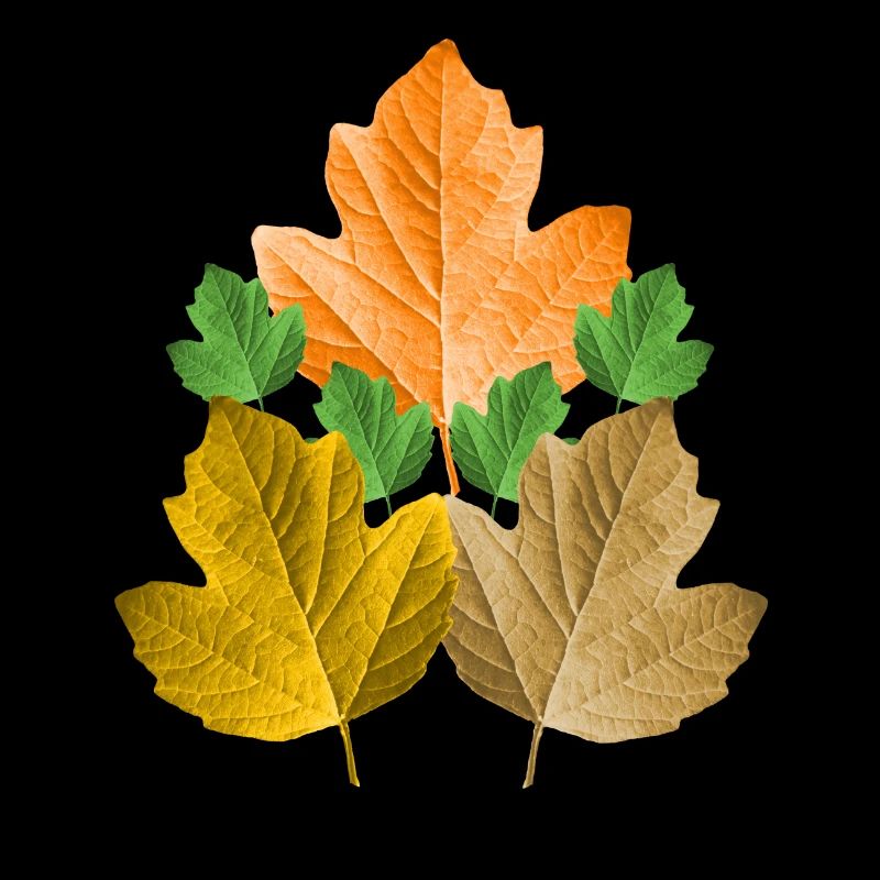 feuilles colorées d’un arbre dans le feuillage des feuilles d’automne