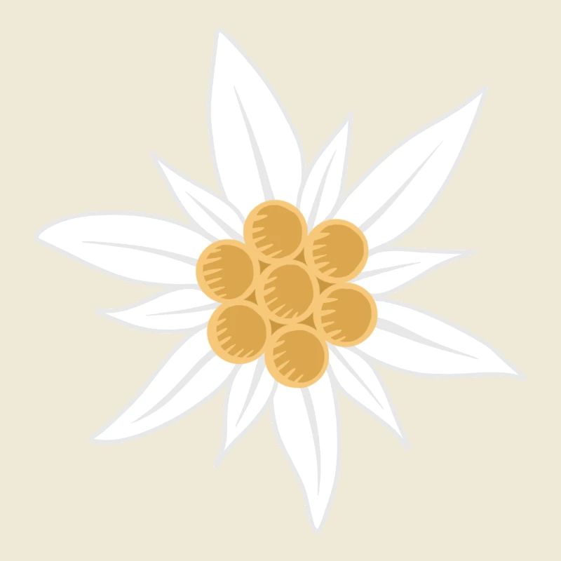Fleur d’edelweiss