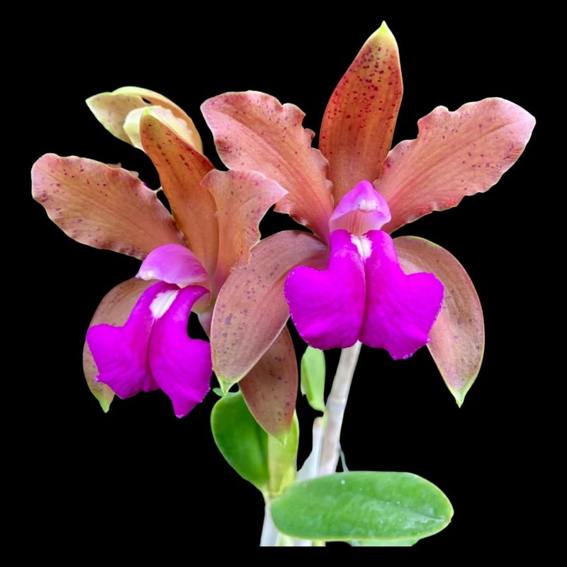 Orchidee Cattleya Hybride Bronze Blüte Orchideen