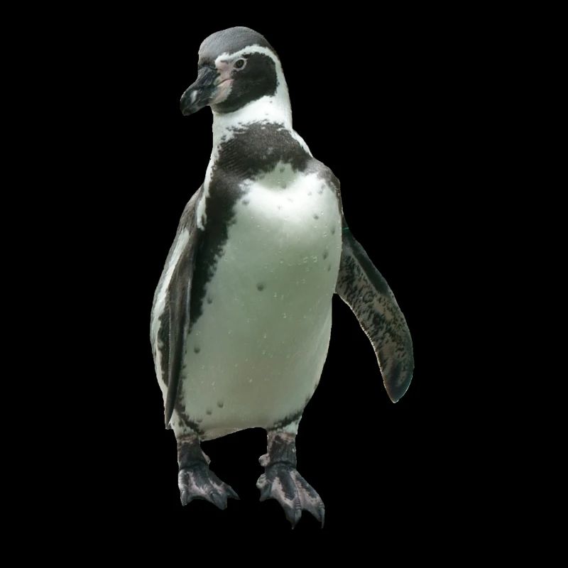 penguin