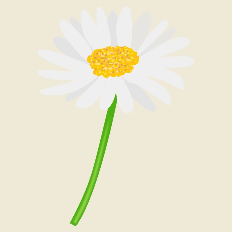 Blume Gänseblümchen mit Stiel