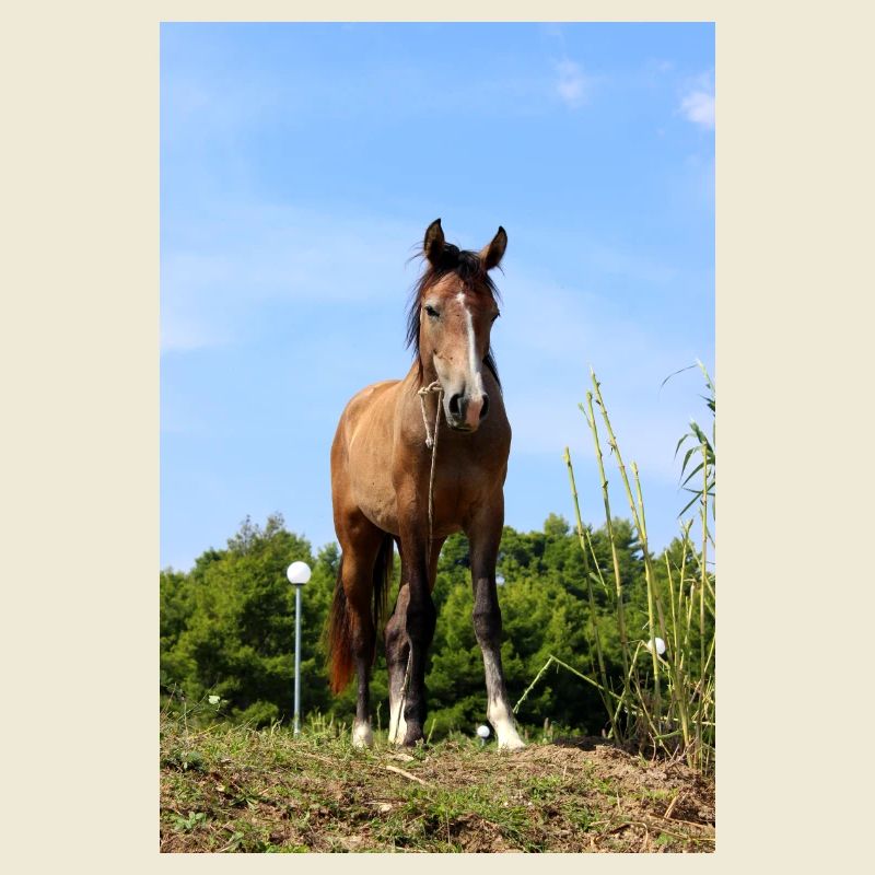 Affiche Cheval Cheval