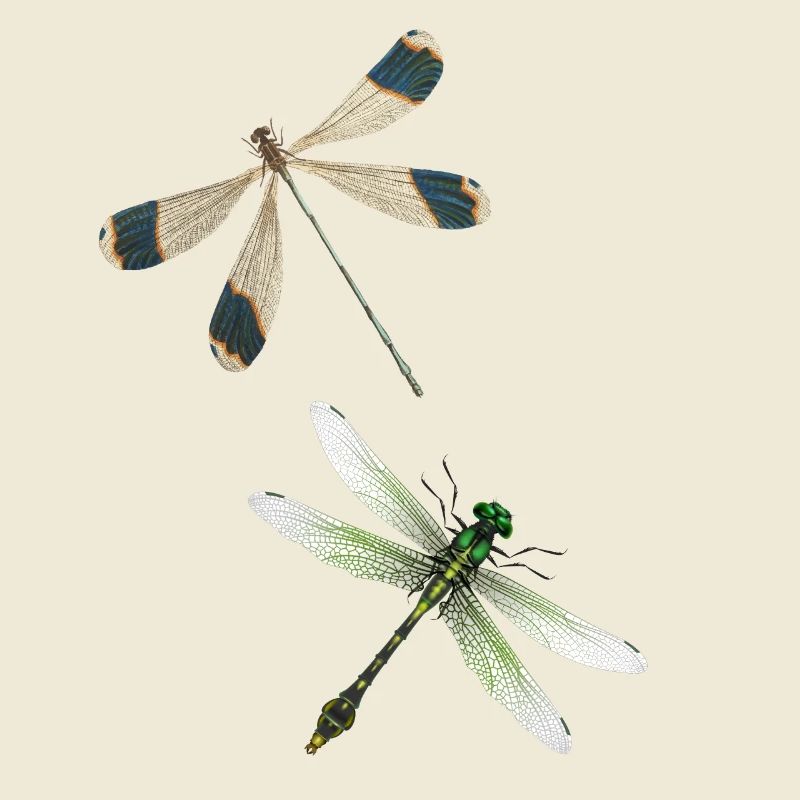 Libelle Insecte Yoga Meditation D’Été Pattern
