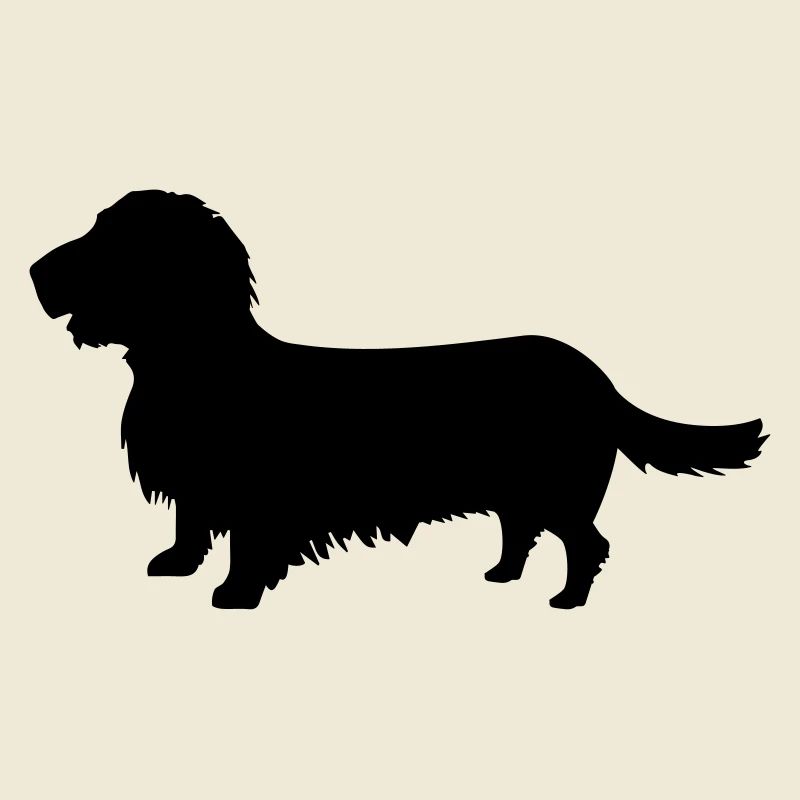 Rough-haired dachshund