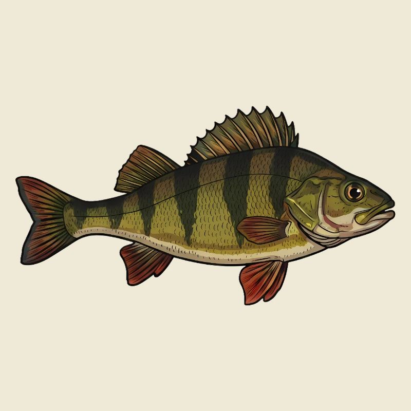 Vector realista de peces perca