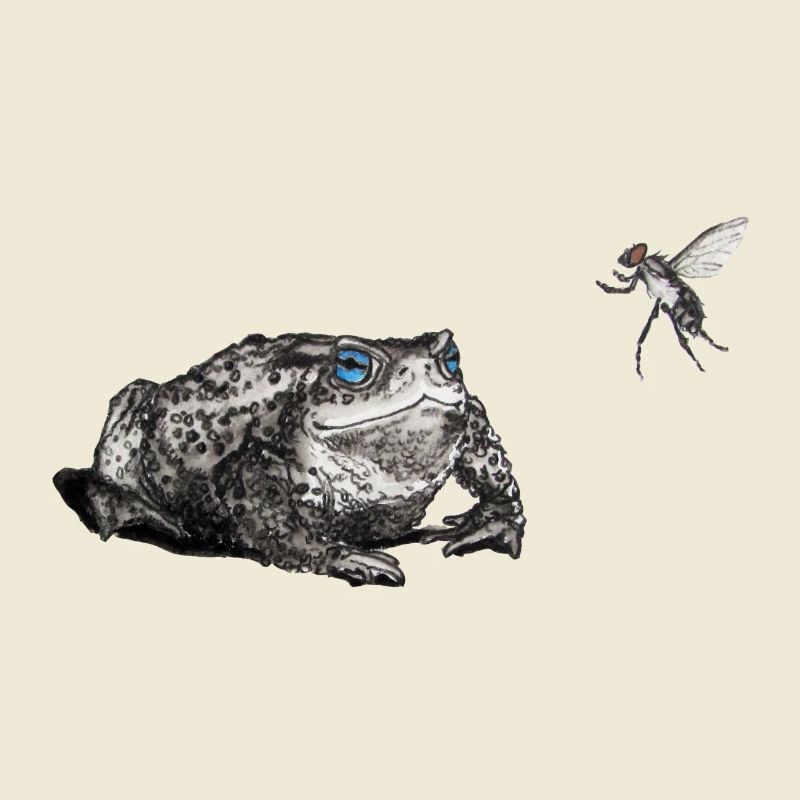 Toad and fly