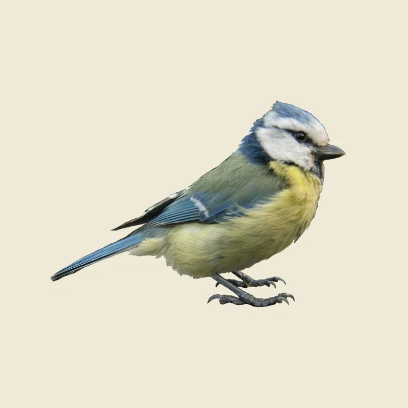 Blue tit 2