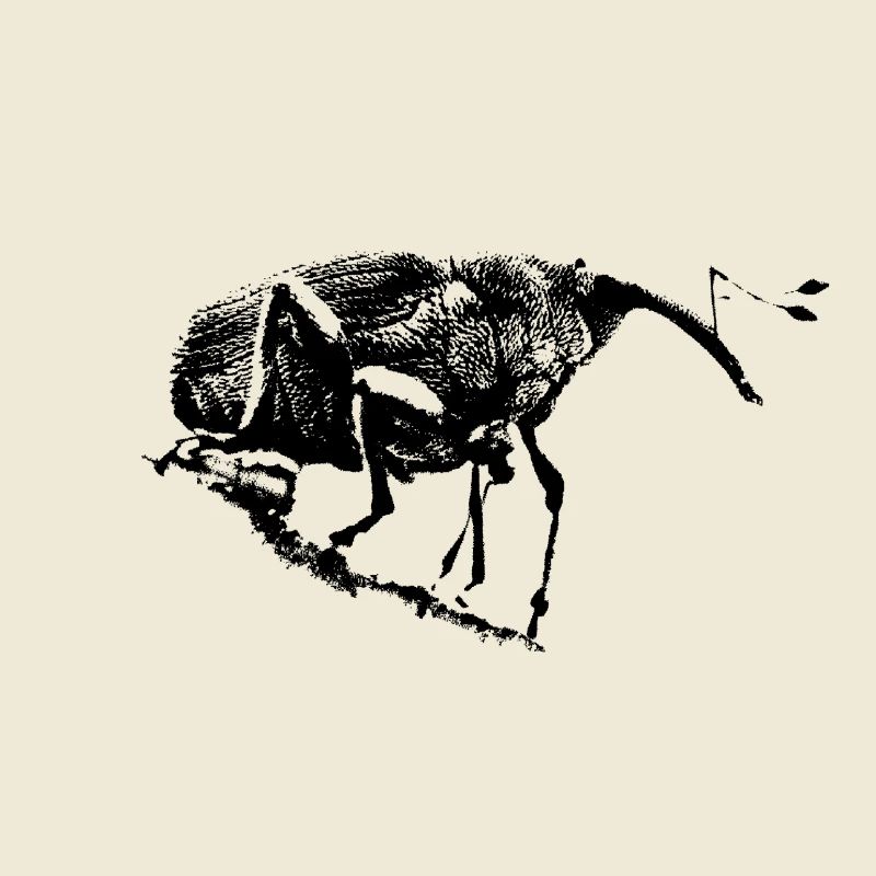 Perceuse à glands / Charançon / Insecte
