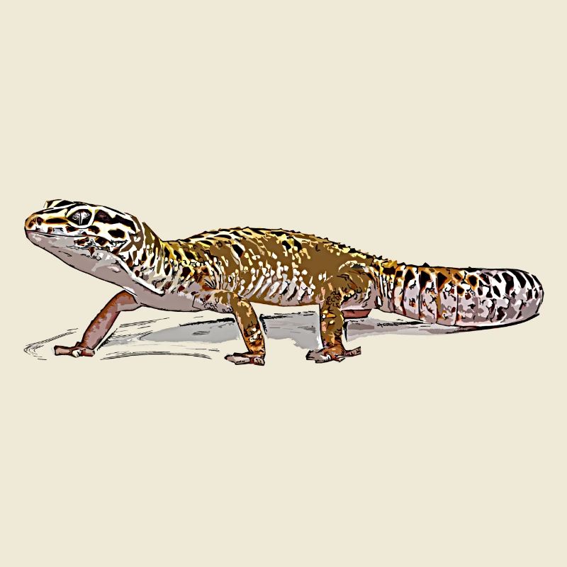 Leopard gecko