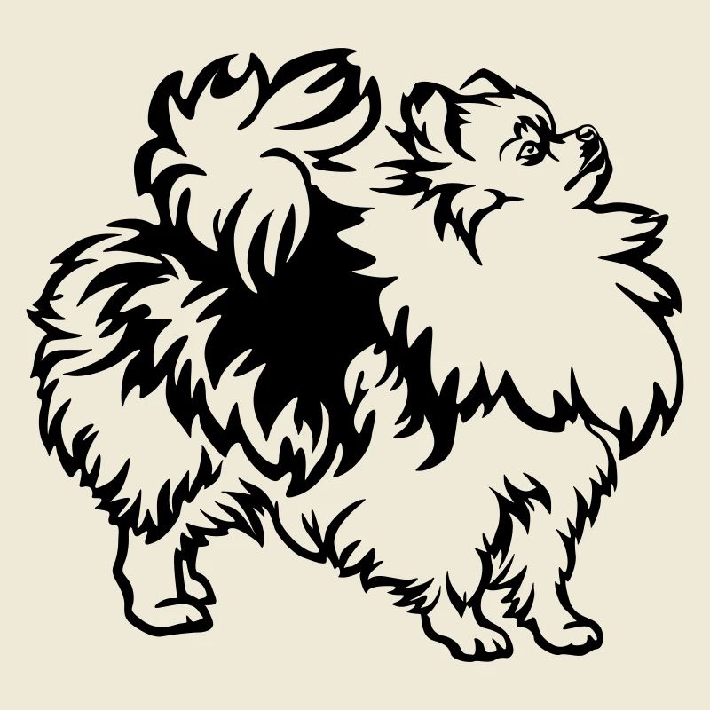 Spitz nain