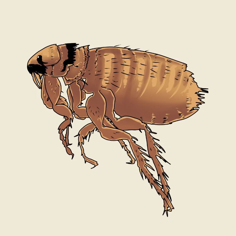 Fleas fleas vermin pests insects nature