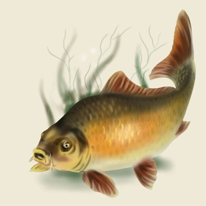 carp