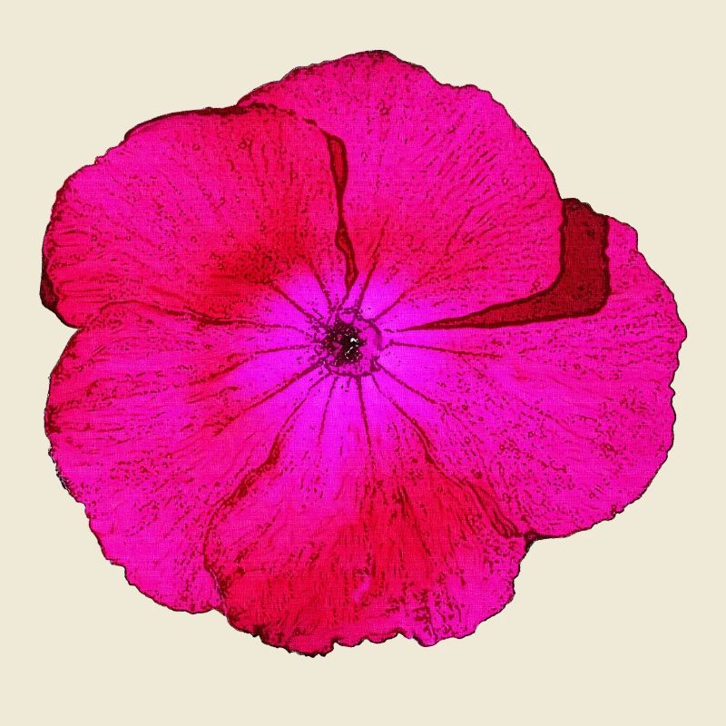 bartnelke, tolle blumendesigns