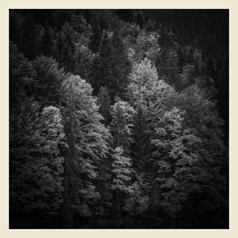 Trees Autumn Bavaria Eibsee Zugspitze Poster