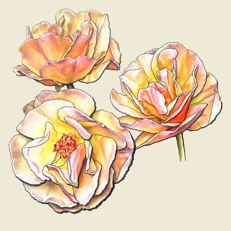 Trois fleurs de rose jaune rose dessin au crayon de couleur
