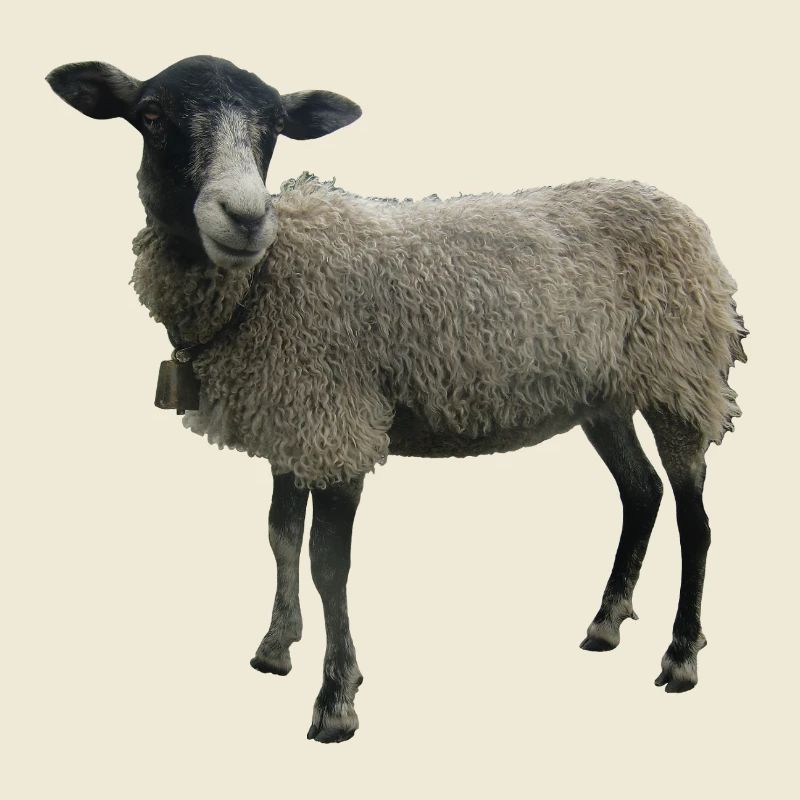 Schaf