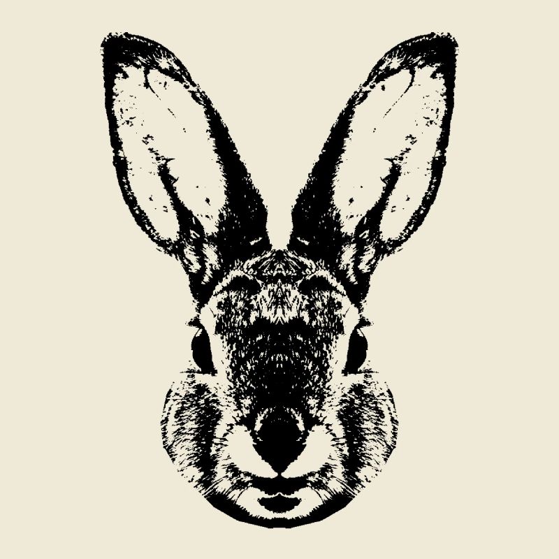 Hare / Rabbit / Rabbit / Bunnie