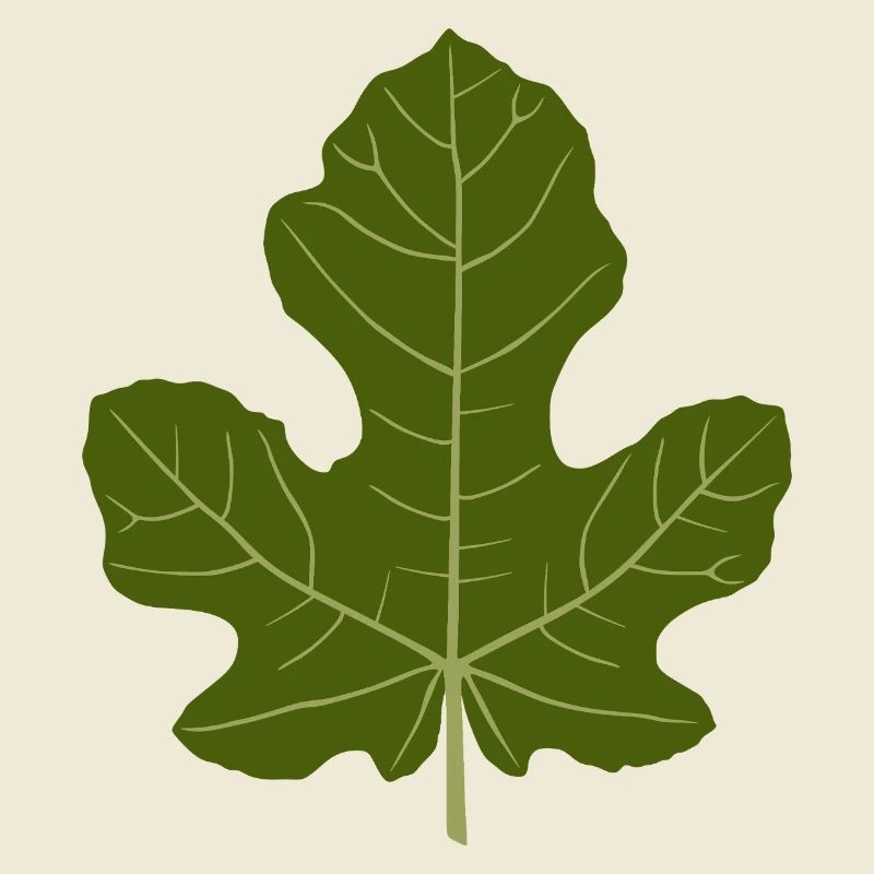 Figuier Vert Feuille Nature Design