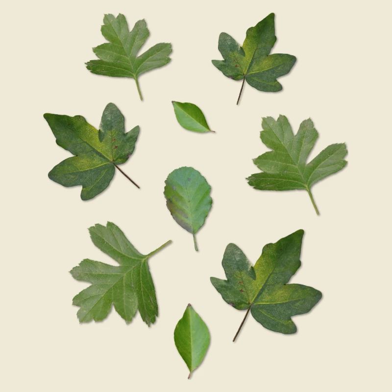 Green Leaves Autumn Nature Leaf Pattern