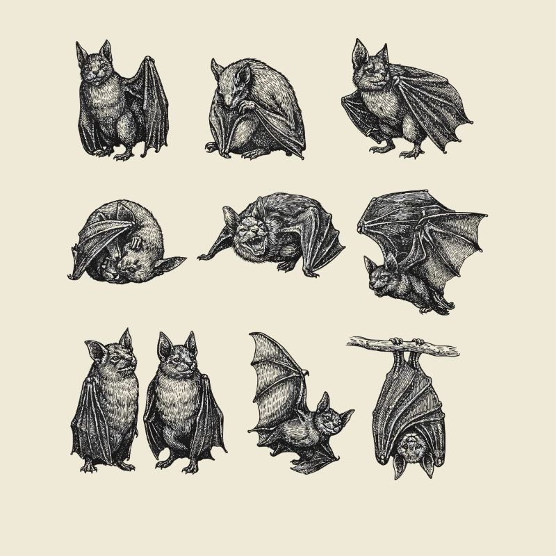 Night Bat Silhouettes Pattern