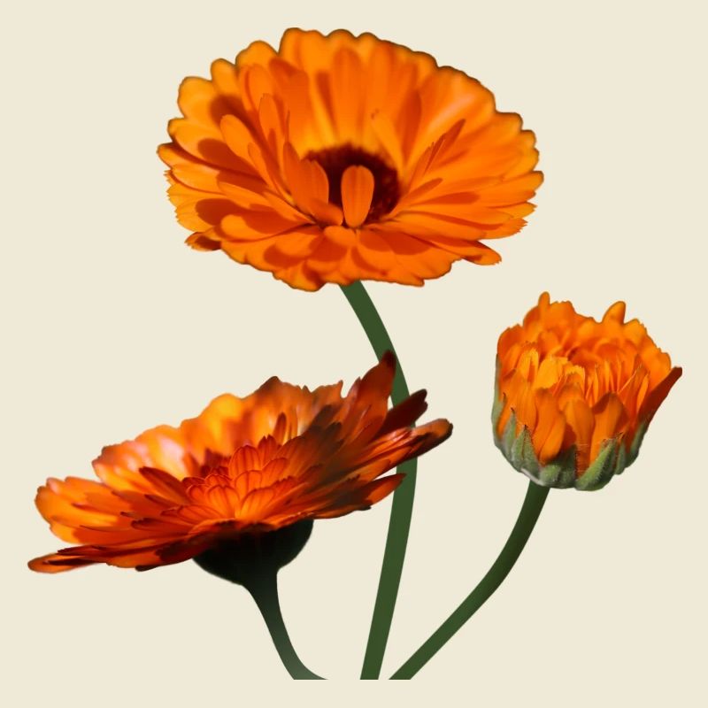 Ringelblumen Ringelblume orangene Blumen